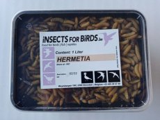 Hermetia 10+1 gratis Les larves d'Hermetia 10+1 gratuite