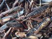 Sprinkhanen Groot Heuschrecken Groß 1 Liter