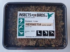 Hermetia Extra Small 10+1 gratis Hermetia-Larven Extra Klein 10+1 kostenlos