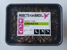 Krekels LARGE NR7 28 liter Crickets NR7 28 liter INCLUDING FREE SHIPPING TEMPEX BOX