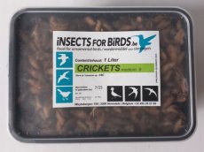Crickets Medium NR6 10+1 free