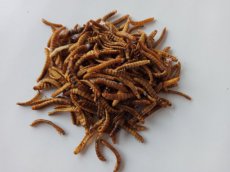 Meelwormen Mini 1 kg