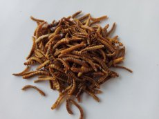 Meelwormen Mini 500 gr