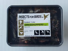 Sprinkhanen Groot 28 liter Grasshoppers Large 28 liter INCLUDING FREE SHIPPING TEMPEX BOX