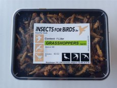 Sprinkhanen Halfwas 28 liter Grasshoppers Medium 28 liter INCLUDING FREE SHIPPING TEMPEX BOX